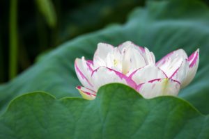 buddha lotus flower bloom